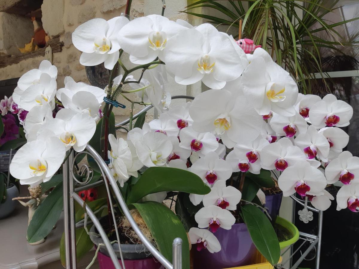 Les Orchidees Chambre Hotes Futuroscope Chasseneuil Poitiers Jaunay-Clan Εξωτερικό φωτογραφία