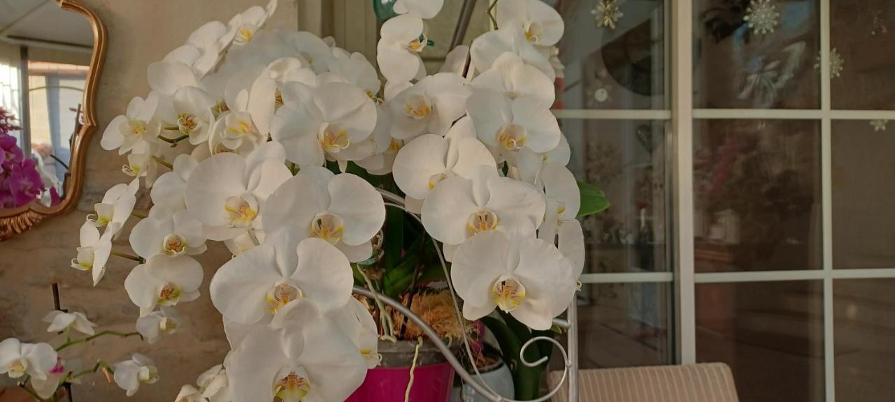 Les Orchidees Chambre Hotes Futuroscope Chasseneuil Poitiers Jaunay-Clan Εξωτερικό φωτογραφία