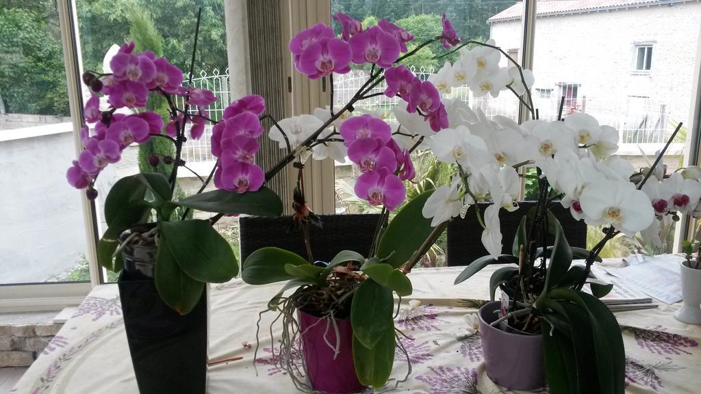 Les Orchidees Chambre Hotes Futuroscope Chasseneuil Poitiers Jaunay-Clan Εξωτερικό φωτογραφία